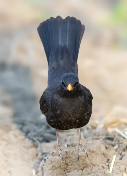 Поширений Чорний Птах Турдус Мерула Чоловічий Птах Стоїть Землі — стокове фото