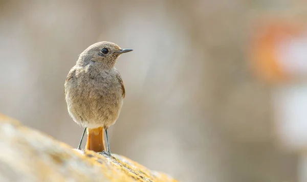 Černý Červený Start Phoenicurus Ochruros Pták Stojí Starém Kameni — Stock fotografie