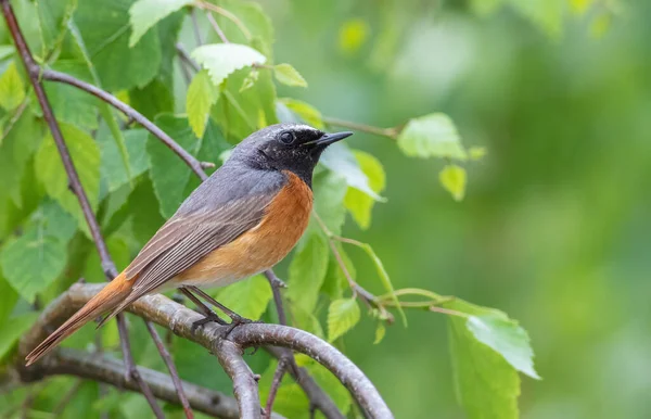 Roodbaars Phoenicurus Phoenicurus Een Vogel Zit Een Boomtak — Stockfoto