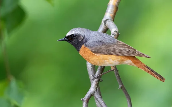 Enrojecimiento Común Phoenicurus Phoenicurus Pájaro Sienta Una Rama Árbol — Foto de Stock