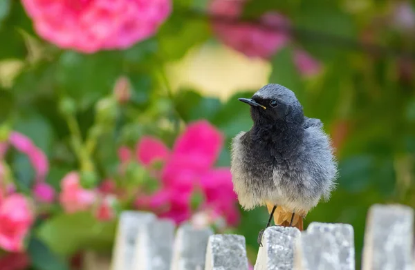 Siyah Kızıl Phoenicurus Ochruros Bir Kuş Çiçek Açan Güllerin Önünde — Stok fotoğraf