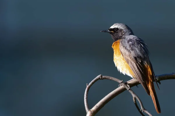 Поширений Червоний Старт Phenicurus Phenicurus Модель Освітлюється Останніми Променями Заходу — стокове фото