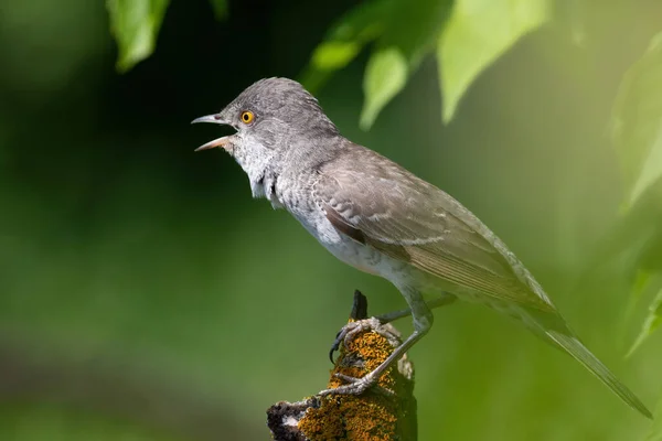 Barred Warbler Sylvia Nisoria Bird Sings Branch — Stock Photo, Image
