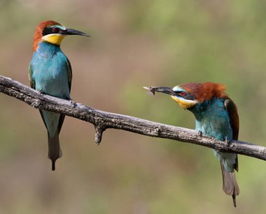 Avrupalı arı yiyici, Merops apiaster. Erkek dişisine avını verir.