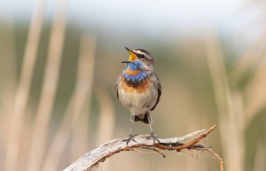 Bluethroat, Luscinia svecica. Bir kuş kuru bir dala oturur ve şarkı söyler.