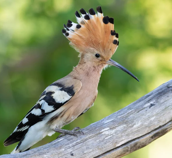 Avrasya hupoesi, Upupa epops. Bir kuş tepesini yayar ve bir kütüğe oturur.