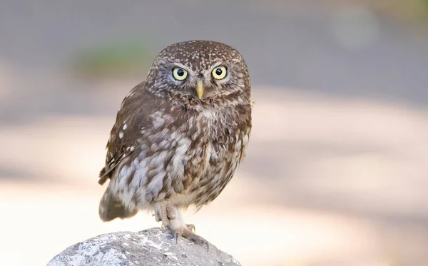 Steinkauz Athene Noctua Ein Vogel Steht Auf Einem Felsen Und — Stockfoto