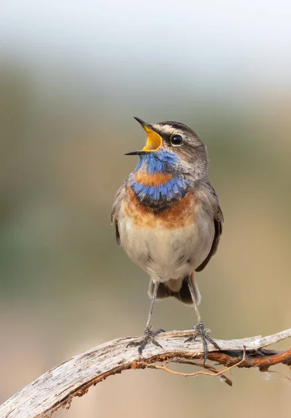 Bluethroat Luscinia Svecica Close Bird Male Sings Beautiful Background — Stock Photo, Image