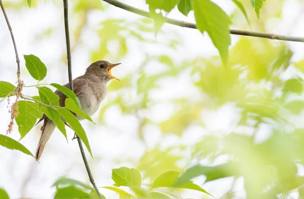 Thrush Nightingale Luscinia Luscinia Bird Sits Branch Sings — Stock Photo, Image