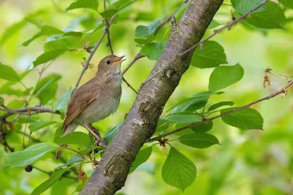 Thrush Nightingale Luscinia Luscinia Bird Sits Branch Sings — Stock Photo, Image