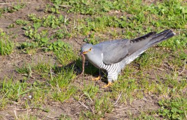 Guguk kuşu, guguk kuşu kanorusu. Bir kuş yerde çimlerin üzerinde büyük bir solucan buldu.