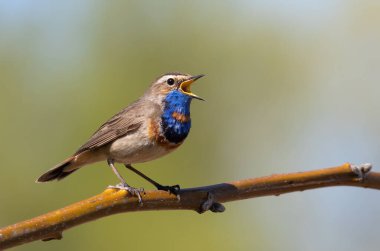Bluethroat, Luscinia svecica. Bir kuşun yakından, erkek güzel bir arka planda şarkı söyler.