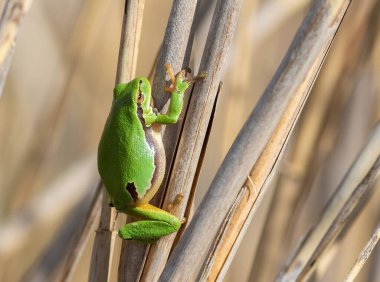 Avrupa ağaç kurbağası, Hyla arborea. Bir kurbağa gölün kıyısındaki sazlığa oturur.
