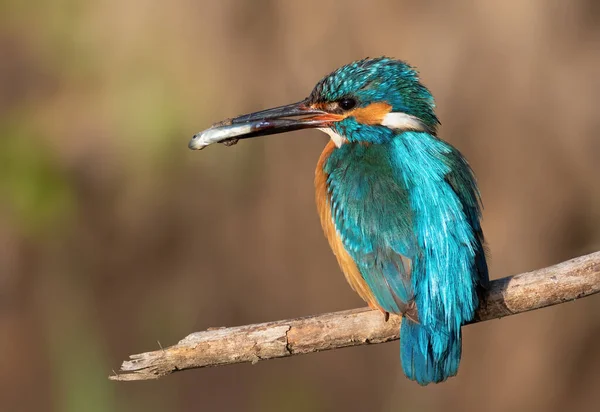 Common Kingfisher Alcedo Atthis Bird Caught Fish — Stock Photo, Image