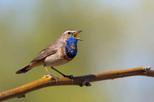 Garganta Azul Luscinia Svecica Primer Plano Pájaro Macho Canta Sobre — Foto de Stock