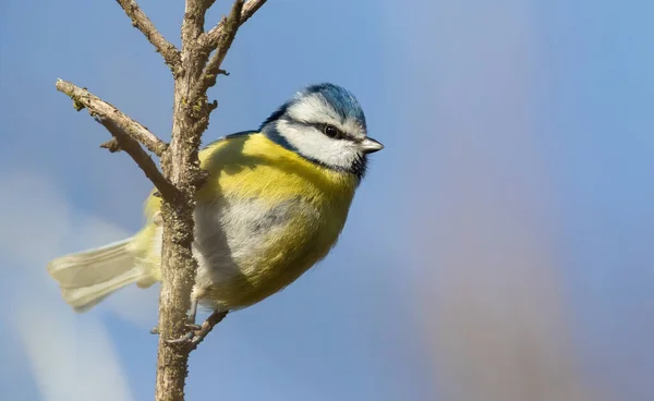 Eurasian Blue Tit Cyanistes Caeruleus Bird Sits Branch — Stockfoto