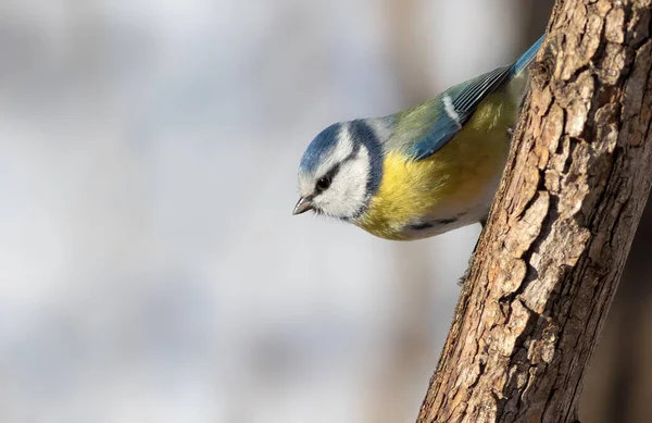 Eurasian Blue Tit Cyanistes Caeruleus Sunny Morning Bird Sits Trunk — Stock Photo, Image