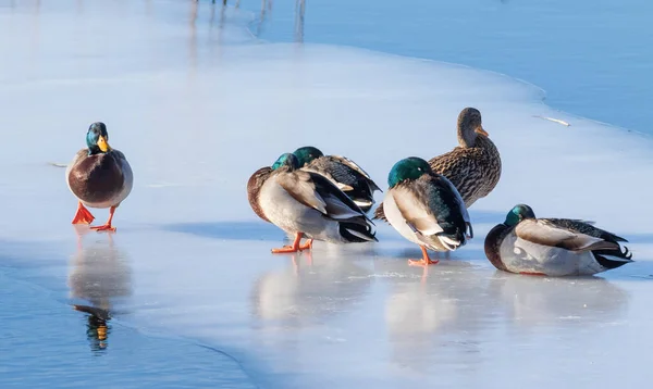 Mallard Anas Platyrhynchos Uma Manhã Gelada Inverno Pássaros Sentam Gelo — Fotografia de Stock