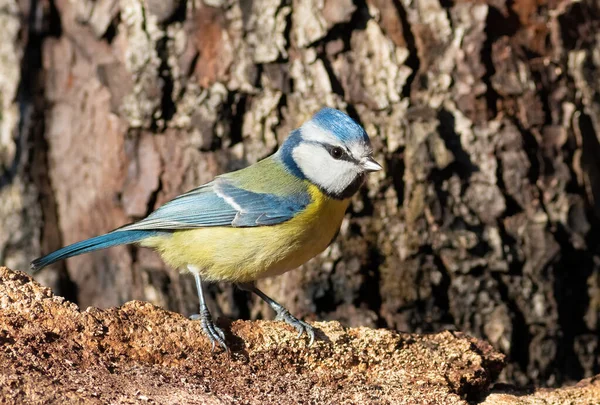 Eurasian Blue Tit Cyanistes Caeruleus Bird Sits Bark Tree — Stockfoto