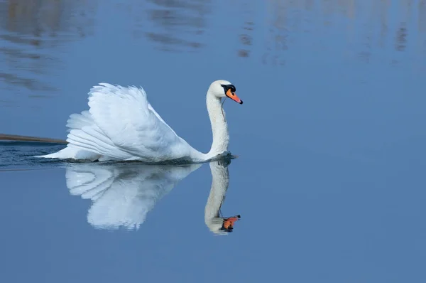 Mute Swan Cygnus Olor Early Morning Majestic Bird Floats Blue — Stock Photo, Image