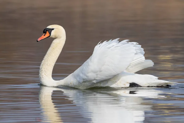 Cisne Mudo Cygnus Olor Pássaro Flutua Rio — Fotografia de Stock