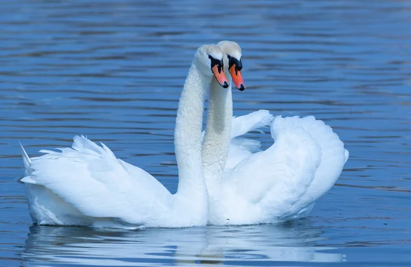 Mute swan, Cygnus olor. A male and a female. The dance of love