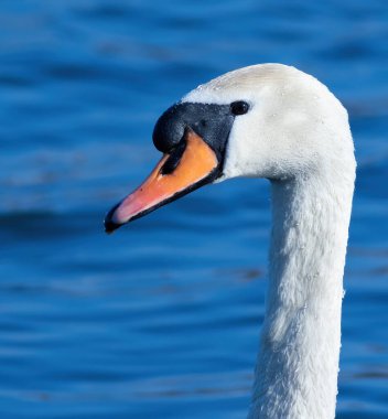 Dilsiz kuğu, Cygnus rengi. Bir kuşun portresi.