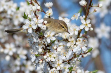 Yaygın şifaff, Phylloscopus collybita. Bahar. Bir kuş çiçek açan bir meyve ağacının dalında oturur.