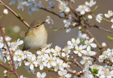 Yaygın şifaff, Phylloscopus collybita. Bahar. Bir kuş çiçek açan bir meyve ağacının dalında oturur.