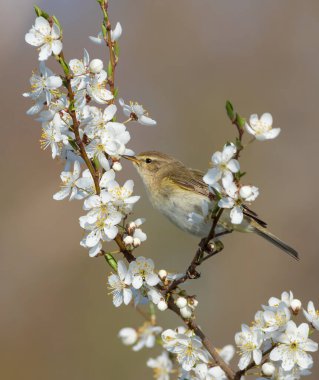 Yaygın şifaff, Phylloscopus collybita. Bahar. Bir kuş çiçek açan bir meyve ağacının dalında oturur.