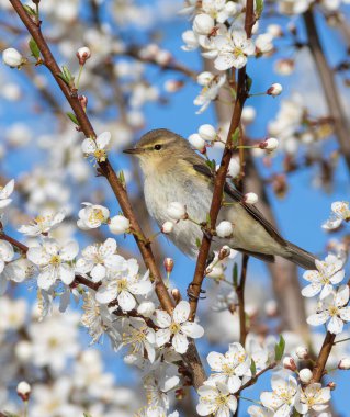 Yaygın şifaff, Phylloscopus collybita. Bahar. Bir kuş çiçek açan bir meyve ağacının dalında oturur.