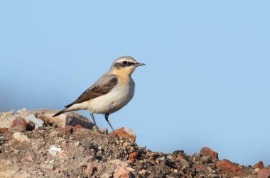 Kuzey Wheatear, Oenanthe Oenanthe. Bir kuş kayanın üzerinde oturur.