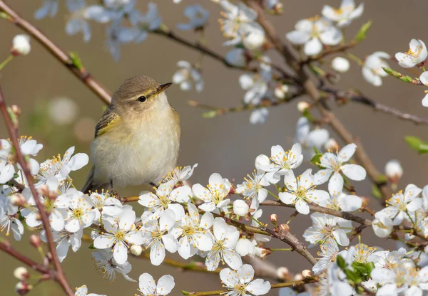 Common Chiffchaff Phylloscopus Collybita Spring Bird Sits Branch Blossoming Fruit — Stockfoto
