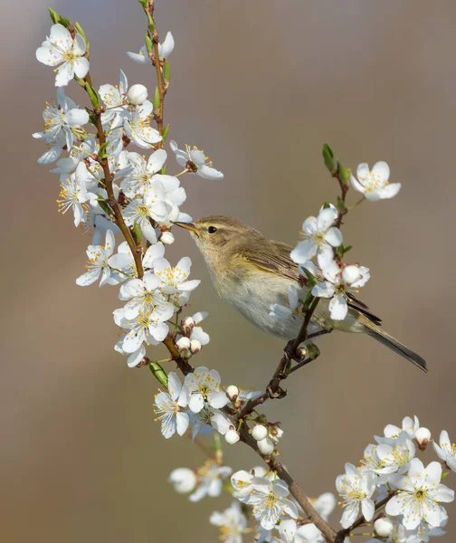 Common Chiffchaff Phylloscopus Collybita Spring Bird Sits Branch Blossoming Fruit — Stockfoto