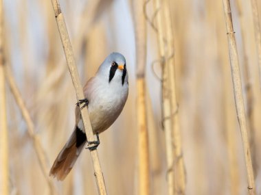 Sakallı reedling, Panurus biarmicus. Bir kuş nehrin kıyısındaki sazlıkta oturur..