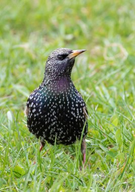 Hadi sığırcık, Sturnus vulgaris. Bir kuş çimlerin üzerinde duruyor.