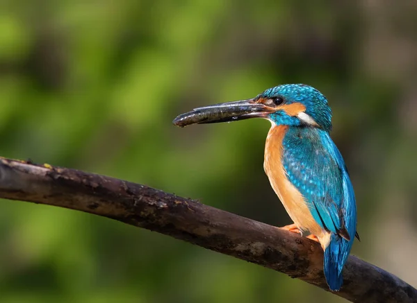 Common Kingfisher Alcedo Atthis Male Catches Prey Brings Nest Feed — Stock Photo, Image