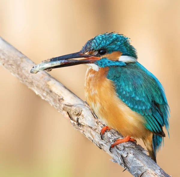 Common Kingfisher Alcedo Atthis Male Bird Sits Dry Branch River — Stockfoto