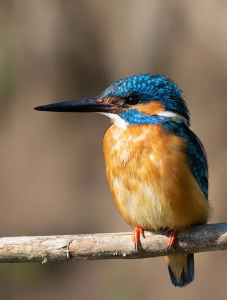 Common Kingfisher Alcedo Atthis Close Bird — Stockfoto