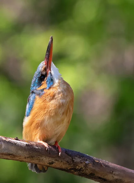 Common Kingfisher Alcedo Atthis Close Bird Female Looking — ストック写真