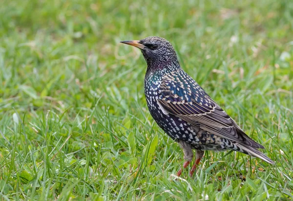 Common Starling Sturnus Vulgaris Bird Walks Grass Looking Food — Stock Photo, Image