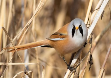 Sakallı reedling, Panurus biarmicus. Erkek kuş nehrin kıyısında bir sazlığa oturur.