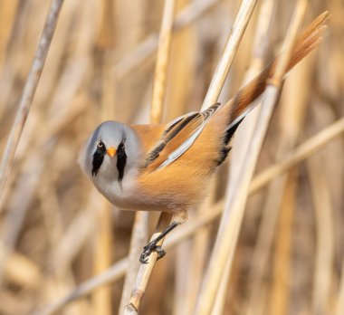 Sakallı reedling, Panurus biarmicus. Sazlıkta oturan bıyıklı bir erkek.