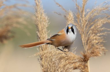 Sakallı reedling, Panurus biarmicus. Bir kuş bir kamışın kabarık tepesinde oturur.