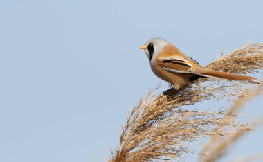 Sakallı reedling, Panurus biarmicus. Bir kuş sazlığın üstünde oturur.