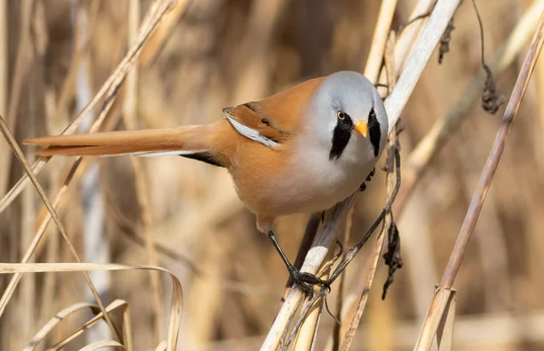 Sakallı reedling, Panurus biarmicus. Sazlık çalılığında yiyecek arayan bir erkek kuş.
