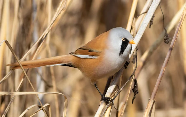 Szakállas Nádas Panurus Biarmicus Egy Hím Madár Élelmet Keres Nádasban — Stock Fotó