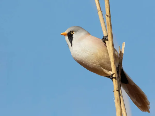 Bearded Reedling Panurus Biarmicus Male Bird Sits Reed Stalk Sky — Photo