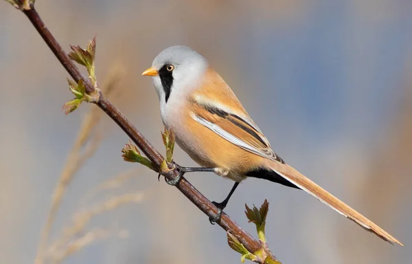 Szakállas Nádas Panurus Biarmicus Hím Egy Faágon Fiatal Levelek Között — Stock Fotó