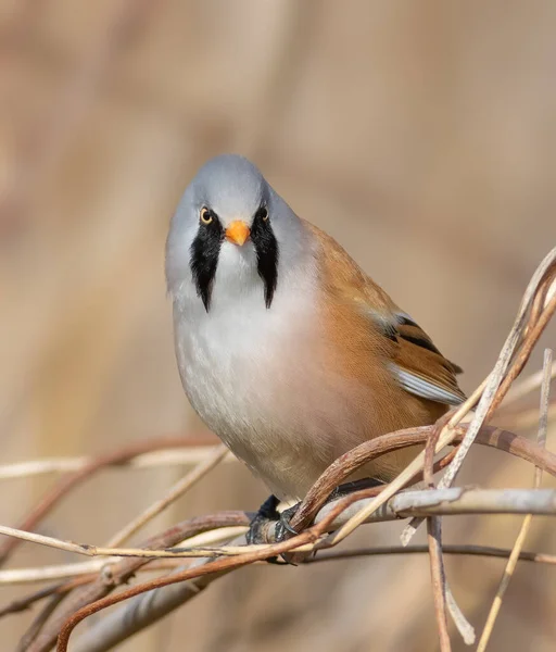 Bearded Reedling Panurus Biarmicus Male Bird Sits Thicket Reeds River — Photo